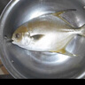 北海灣 新鮮海捕金鯧魚(yú) 大鯧魚(yú)海鮮平魚(yú)冷凍扁魚(yú)冰鮮大鯧魚(yú)海魚(yú)銀魚(yú)魚(yú)類(lèi) 【凈重400-500克/條】 共4條 曬單實(shí)拍圖