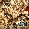 【小黃姜姜種】正宗農(nóng)家小黃姜春季黃姜種種苗已催芽老黃姜種批發(fā) 精選 5斤 【凈重4.5-5斤】 【已催芽 運(yùn)輸易斷芽 介意慎拍】 曬單實(shí)拍圖