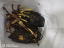 青上青池塘睡蓮花魚缸造景睡蓮根塊四季開花盆栽水培植物庭院睡蓮花苗子 混色5顆＋肥料 曬單實拍圖