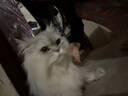 彪馬（PUMA）【厚底鞋】復(fù)古增高小白鞋女子美拉德松糕鞋KARMEN397457 雪白色-雪白色-03 37 曬單實(shí)拍圖