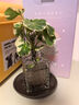 臨雅水培圓葉福祿桐錢(qián)多多盆栽花卉植物客廳室內桌面茶幾懶人水養綠植 錢(qián)多多福祿桐+水滴白瓶+紫砂托 曬單實(shí)拍圖
