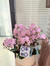 Only you【兩小時(shí)達(dá)】蝴蝶蘭帶花苞花劍花盆真花蘭花盆栽開業(yè)喬遷佛堂供花 12株桃紅色（瓷盆隨機(jī)） 曬單實(shí)拍圖