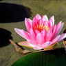 京悠雨德國睡蓮水培植物帶花苞四季開(kāi)花荷花大根塊水蓮花盆栽水池塘觀(guān)賞 精品大睡蓮(烈焰帶芽)4棵 不含盆 曬單實(shí)拍圖
