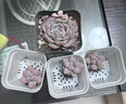 多肉植物自選套餐系列組合搭配花卉盆栽綠植精品多肉新手入門 雪奶酪3-5厘米 送盆土 曬單實拍圖