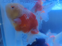 淡水冷水精品好看觀賞魚金魚活魚招財好養(yǎng)元寶獅觀賞魚苗魚場直銷 12—14cm 7 條隨機(jī)發(fā)貨 曬單實拍圖