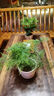 佰花錦新中式文竹桌面盆栽綠植辦公室客廳盆景茶臺臥室好養綠植花卉植物 精品文竹基地原盆原土X2 20-30cm 曬單實(shí)拍圖