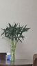 愛(ài)你一萬(wàn)年大葉竹水培養植物花卉綠植室內好養竹子富貴竹水養帶根鮮花發(fā)財樹(shù) 富貴竹75-85厘米10棵+六角斜紋玻璃瓶 曬單實(shí)拍圖