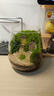 苔蘚微景觀創(chuàng)意桌面微觀造景植物擺件禮物減壓綠植生態(tài)瓶diy材料 精靈小鎮(zhèn)-材料包-瓶子+素材+工具 曬單實(shí)拍圖