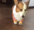 寵星記 狗狗護肘衣 大型犬 防灰關(guān)節保護套衣服 金毛邊牧拉布拉多哈士奇 藍色XL 曬單實(shí)拍圖