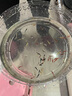 噢水噢魚(yú)缸除藻蝦淡水鮮活觀(guān)賞蝦清潔工具極火櫻花水晶彩色小蝦寵物蝦壹 劃算套餐:多品種蝦隨機60只 曬單實(shí)拍圖
