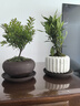八芽【四季開花】微型月季迷你超微多頭陽臺綠植植物室內(nèi)盆栽耐寒花卉 姬月季-白裂紋金邊盆-絲絨鋪面-紫砂托盤 整體高約10-20CM 曬單實拍圖