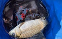 民間藝人磨砂漂身魚(yú)漂野釣輕口鯽魚(yú)鯉魚(yú)浮漂高靈敏醒目加粗鰱鳙大物漂 MX01漂長(cháng)34.2CM吃鉛1.20克 曬單實(shí)拍圖