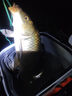 柏羽真發(fā)酵玉米麥粒雜糧打窩料釣魚(yú)餌料魚(yú)餌野釣黑坑底窩鯉魚(yú)鳊魚(yú)草魚(yú) 真發(fā)酵玉米(不是真發(fā)酵直接退） 2500克桶裝(果味)25度以上效果好 曬單實(shí)拍圖