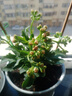 稀有長(cháng)壽花金狐貍盆栽大花重瓣四季開(kāi)花帶花苞室內外花卉直銷(xiāo) 1盆金狐貍帶花苞 原盆原土+肥料 曬單實(shí)拍圖