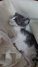本秋英短藍白幼貓寵物貓活體 純種短毛貓幼崽小貓咪異國短尾貓貓活物 精品級 母 曬單實(shí)拍圖