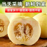 頭茬小蜜蜂甜瓜山東星甜20蜜罐甜瓜當(dāng)季現(xiàn)摘新鮮水果 4.5斤大果凈重6-9個【順豐包郵】 （小甜瓜品種 本身就長不太大） 曬單實(shí)拍圖