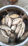 kankeirr新型魚(yú)網(wǎng)大號(hào)魚(yú)籠魚(yú)籠沉底倒須口加大防逃網(wǎng)籠圓形魚(yú)網(wǎng)籠新款圓形 2024新型魚(yú)籠1個(gè)帶6米繩子【無(wú)贈(zèng) 曬單實(shí)拍圖