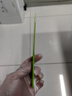 威特力塑料油灰刀墻紙刮板刮污刀不銹鏟刀玻璃瓷磚清潔刀除膠鏟子工具 2寸塑料油灰刀 曬單實拍圖