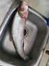 亞又婧黑龍江撫遠東北特產(chǎn)冷水新鮮冷凍大白魚翹嘴魚島子 3斤一條 曬單實拍圖