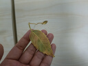 左邊世界生日禮物女生男生實用高級感文創(chuàng)書簽送同學(xué)送老師送朋友畢業(yè)禮品 一葉知秋【禮盒款】 無規(guī)格 曬單實拍圖