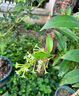 夜來(lái)香盆栽花樹(shù)苗老樁帶花苞室內外驅蚊花卉植物庭院陽(yáng)臺四季易活 3年苗夜來(lái)香+不含盆+送肥料 曬單實(shí)拍圖