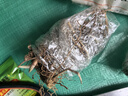 鈴蘭濃香型帶芽花苗多年生盆栽花卉植物綠植四季開花耐寒室內(nèi)好養(yǎng) 粉色【帶芽包成活】香水鈴蘭 精挑細選【10顆】濃香型 曬單實拍圖