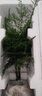八芽海島羅漢松指尖微型盆栽桌面小綠植迷你拇指好養(yǎng)植物源頭直發(fā)包郵 迷你酒瓶蘭（拇指白盆） 陶瓷盆-帶盆栽好 曬單實(shí)拍圖