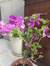 中夢(mèng)  重瓣三角梅盆栽花卉陽(yáng)臺(tái)庭院綠植爬藤飄枝老樁盆景帶花發(fā)貨四季 紅櫻(40-50高) 曬單實(shí)拍圖