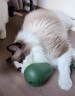 阿莫爾貓玩具牛油果不倒翁漏食自動(dòng)逗貓棒自嗨解悶神器貓薄荷球貓咪玩具 綠色牛油果+逗貓激光筆 曬單實(shí)拍圖