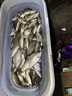 小鳳仙細(xì)地袖鉤短子線雙鉤有倒刺成品綁好野釣魚鉤線25cm 曬單實拍圖