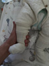 童泰嬰兒襪子初生嬰兒加厚長(zhǎng)筒襪男女寶寶抗菌百搭毛圈襪3雙裝 綠色 3雙 0-6月 曬單實(shí)拍圖