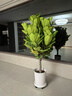 植男植女輕奢龍血樹(shù)綠植盆栽龍須樹(shù)室內辦公客廳造型大型落地植物源頭直發(fā) 曬單實(shí)拍圖