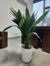 錦楓一葉蘭盆栽植物室內 客廳大葉觀(guān)葉綠植四季常青網(wǎng)紅懶人植物花卉 一葉蘭80-90厘米30株+鉆石樹(shù)脂盆 曬單實(shí)拍圖