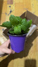 逸棵薄荷香草植物檸檬香蜂草花苗 綠植小盆栽 可辦公室陽(yáng)臺庭院 檸檬香蜂草小苗1株 曬單實(shí)拍圖