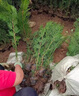 羅漢松苗小葉羅漢松樹(shù)苗大葉米葉雀舌羅漢松盆景造型樹(shù)四季長(cháng)青 45-50厘米高度3棵 曬單實(shí)拍圖