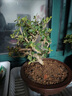 聽(tīng)雪樓名貴小葉紫檀盆景樹(shù)樁室內(nèi)花卉植物辦公桌面綠植樹(shù)苗盆栽h 大號(hào)獨(dú)干1盆 含原盆 曬單實(shí)拍圖