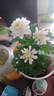 重瓣荷蘭菊盆栽四季開(kāi)花荷蘭菊花苗千頭菊花室內(nèi)外花卉 菊花粉色帶花苞發(fā)貨 不帶盆 曬單實(shí)拍圖