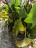 臨雅常春藤盆栽爬藤吊蘭垂吊植物冬季陽臺室內(nèi)四季常青吸甲醛金邊綠植 4盆精品165#常春藤 曬單實(shí)拍圖