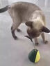 阿莫爾貓玩具牛油果不倒翁漏食自動(dòng)逗貓棒自嗨解悶神器貓薄荷球貓咪玩具 綠色牛油果+超大薄荷球 曬單實(shí)拍圖