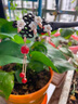 卡瑪倫（KAMALUN）黑檀木發(fā)簪古風(fēng)白蝶花朵流蘇簪子旗袍發(fā)釵梅花漢服步搖生日禮物女 紅瑪瑙石流蘇發(fā)簪 曬單實(shí)拍圖
