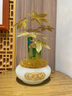 招財(cái)黃金琉璃發(fā)財(cái)樹(shù)擺件辦公室客廳玄關(guān)擺件桌面裝飾品開(kāi)業(yè)禮品 琉璃小號(hào)發(fā)財(cái)黃金樹(shù) 曬單實(shí)拍圖
