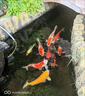 進(jìn)口日本橙粉碧柔空趴缸白點(diǎn)龍魚(yú)用錦鯉魚(yú)池防交叉感梁觀(guān)賞魚(yú)藥 橙粉瓶裝100g(特效加強版) 曬單實(shí)拍圖
