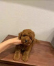 嘉瑰泰迪幼犬灰泰迪純種泰迪狗活犬寵物狗狗活體貴賓犬茶杯犬 寵物級 香檳色 母 曬單實拍圖