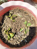 云南繡球花苗基地直銷陽臺(tái)庭院無盡夏八仙花盆栽地栽耐寒原土發(fā)貨 大海藍(lán)【10顆繡球花苗】 不含盆 曬單實(shí)拍圖