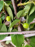 車(chē)厘子樹(shù)苗櫻桃樹(shù)南北方種植特大櫻桃果樹(shù)苗矮化盆地栽當年結果 【今日特價(jià)1年苗限購1棵】新手試種 81cm(含)-110cm(含) 曬單實(shí)拍圖