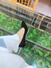 百麗踏禮儀高跟鞋女絨面軟底久站不累腳空乘正裝通勤職業(yè)黑色工作鞋單鞋 黑色【3厘米】 36 曬單實(shí)拍圖