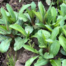 旺園興野生馬蘭頭種子 食用野菜四季播種易種雞毛菜陽臺盆栽 馬齒莧 野生馬蘭頭種子200粒+發(fā)芽肥 曬單實拍圖