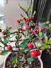 火棘盆景老樁四季觀(guān)花觀(guān)果植物陽(yáng)臺客廳庭院開(kāi)花結果造型小盆景 160#原盆火棘5年老樁 帶盆栽好 曬單實(shí)拍圖