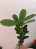 四季杜鵑紅山茶花盆栽帶花苞 庭院花卉老樁地栽名貴樹(shù)苗開(kāi)花杜鵑花杜鵑花盆栽盆景植物花卉盆栽過(guò)年開(kāi)花 1.5年【單枝條22cm ]1棵 含盆 曬單實(shí)拍圖