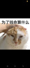 阿迪達(dá)斯兒童YEEZYKIDS龍紋木椰子休閑鞋童鞋ID2442 34碼 曬單實(shí)拍圖